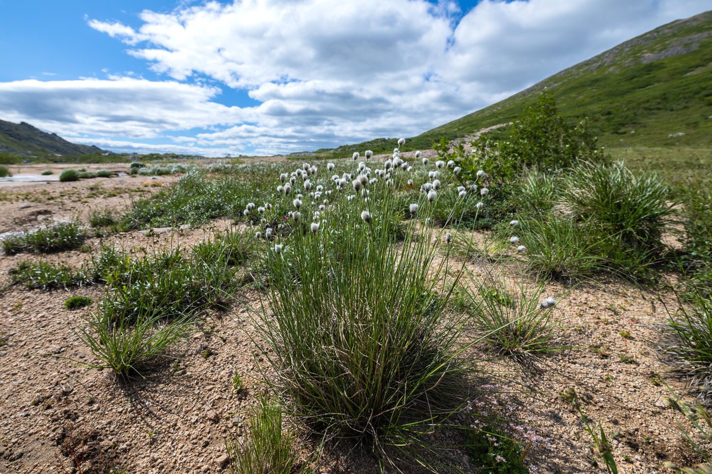 Изображение особи род Eriophorum.