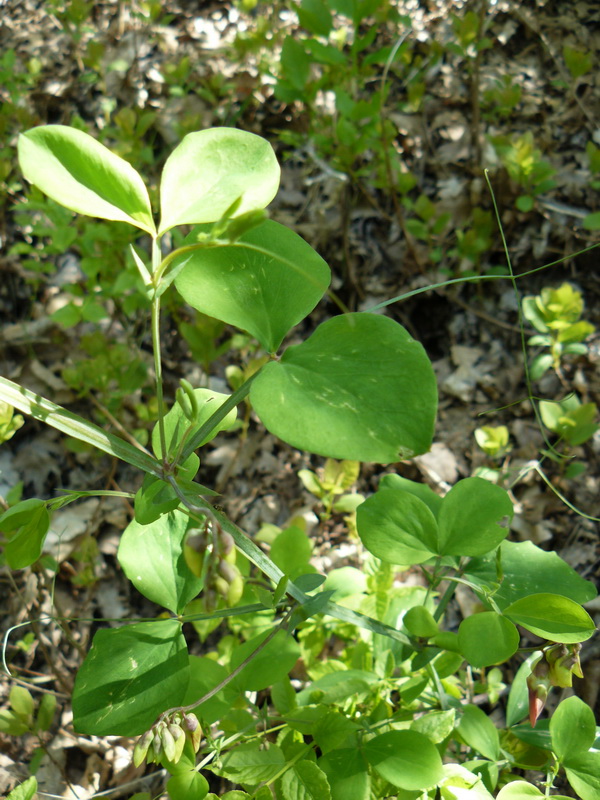 Изображение особи Lathyrus rotundifolius.