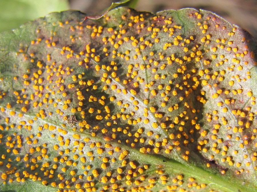 Image of Pyrola minor specimen.