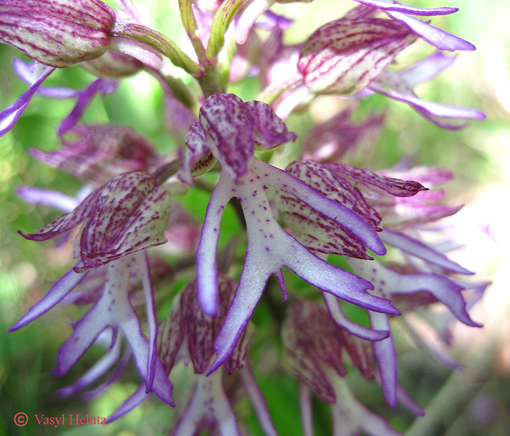 Image of Orchis &times; angusticruris specimen.