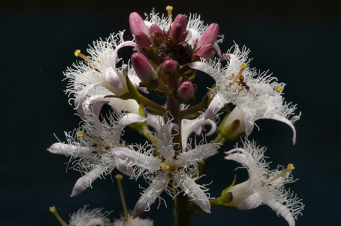 Image of Menyanthes trifoliata specimen.