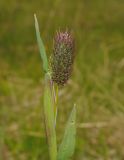 Phleum alpinum