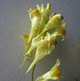 Linaria acutiloba. Соцветие. Новосибирская обл., Карасукский р-н, с. Благодатное, в переулке. 04.07.2011.