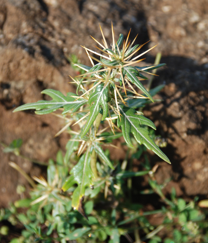 Изображение особи Xanthium spinosum.