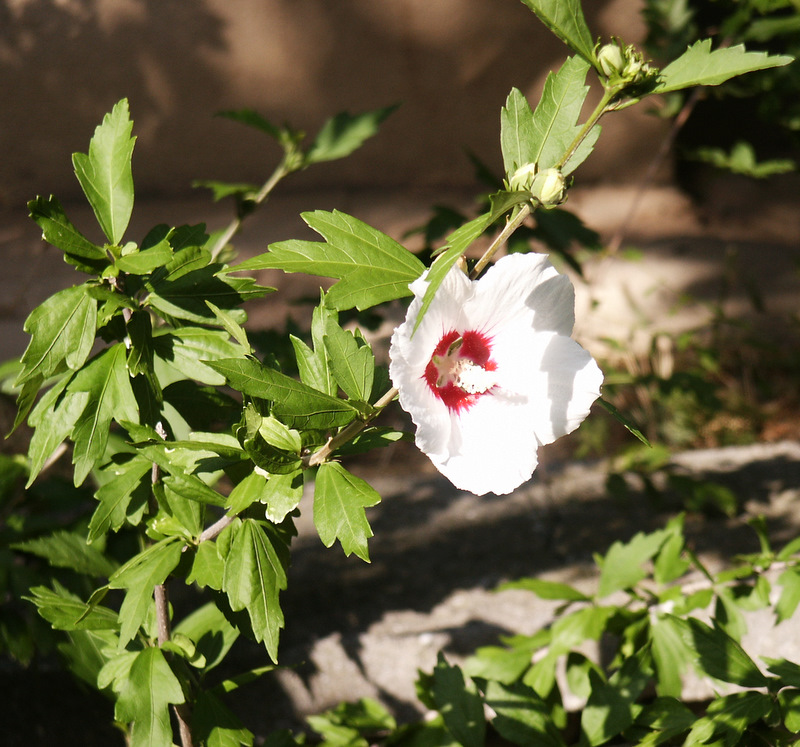 Image of Hibiscus syriacus specimen.