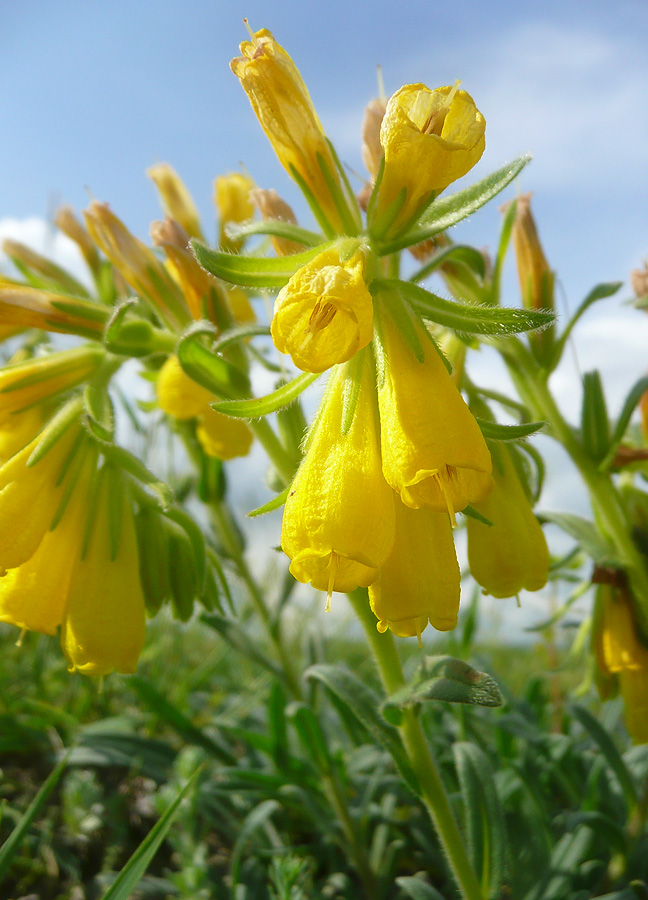 Изображение особи Onosma taurica.