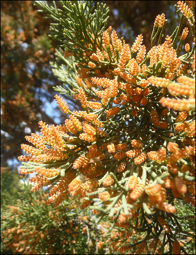 Image of Cupressus sempervirens specimen.