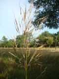 Chrysopogon gryllus. Верхушка соцветия. Украина, Херсонская обл., Генический р-н, коса Бирючий остров, кордон Садки. 25.07.2011.