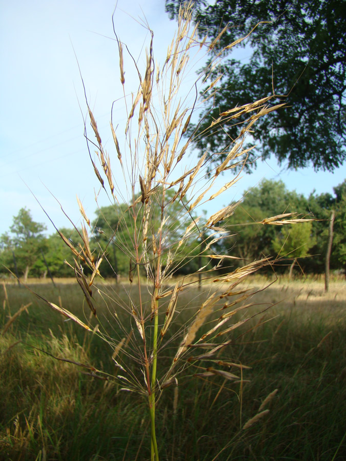 Изображение особи Chrysopogon gryllus.