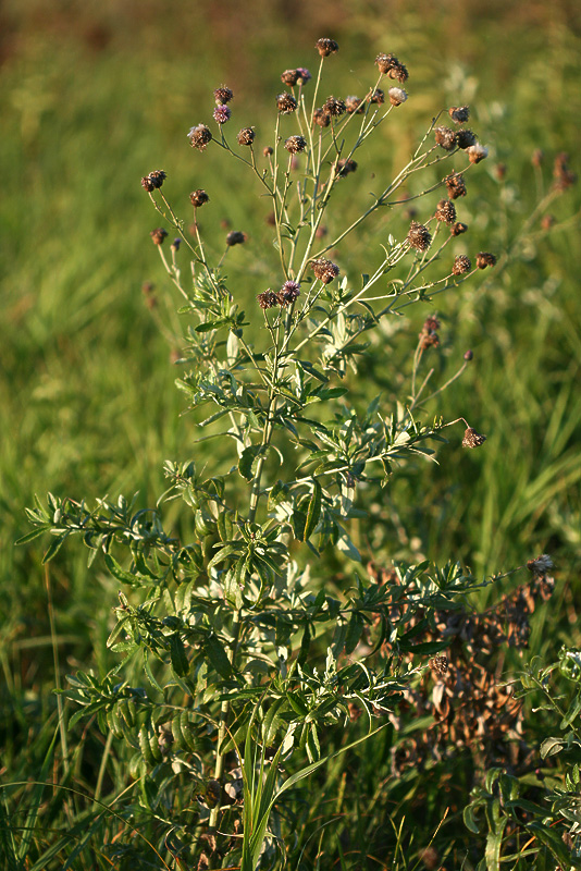 Изображение особи Cirsium incanum.