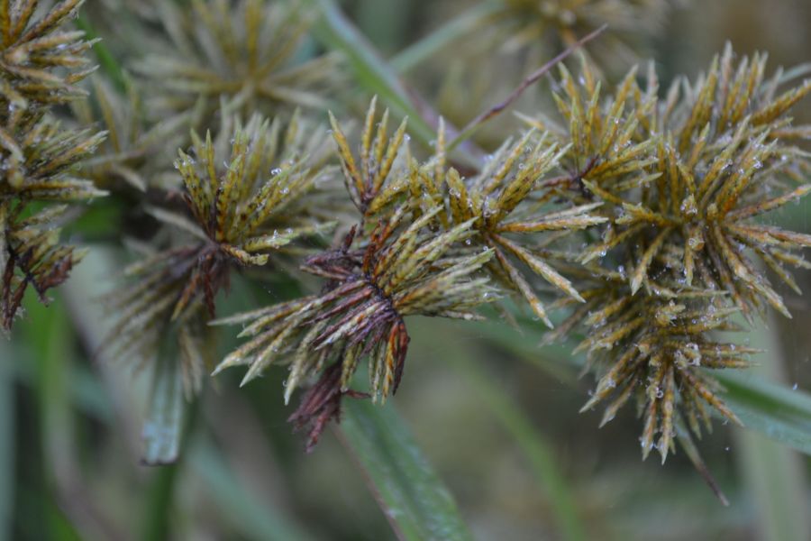 Image of Torulinium caucasicum specimen.