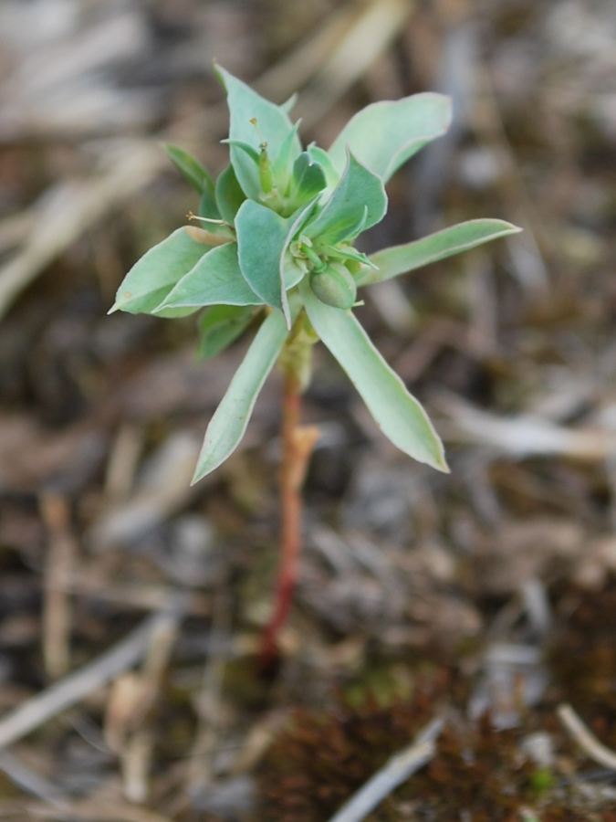 Image of Euphorbia falcata specimen.