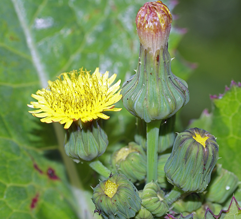 Image of Sonchus oleraceus specimen.