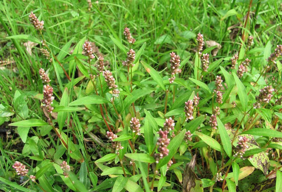 Image of Persicaria &times; hervieri specimen.