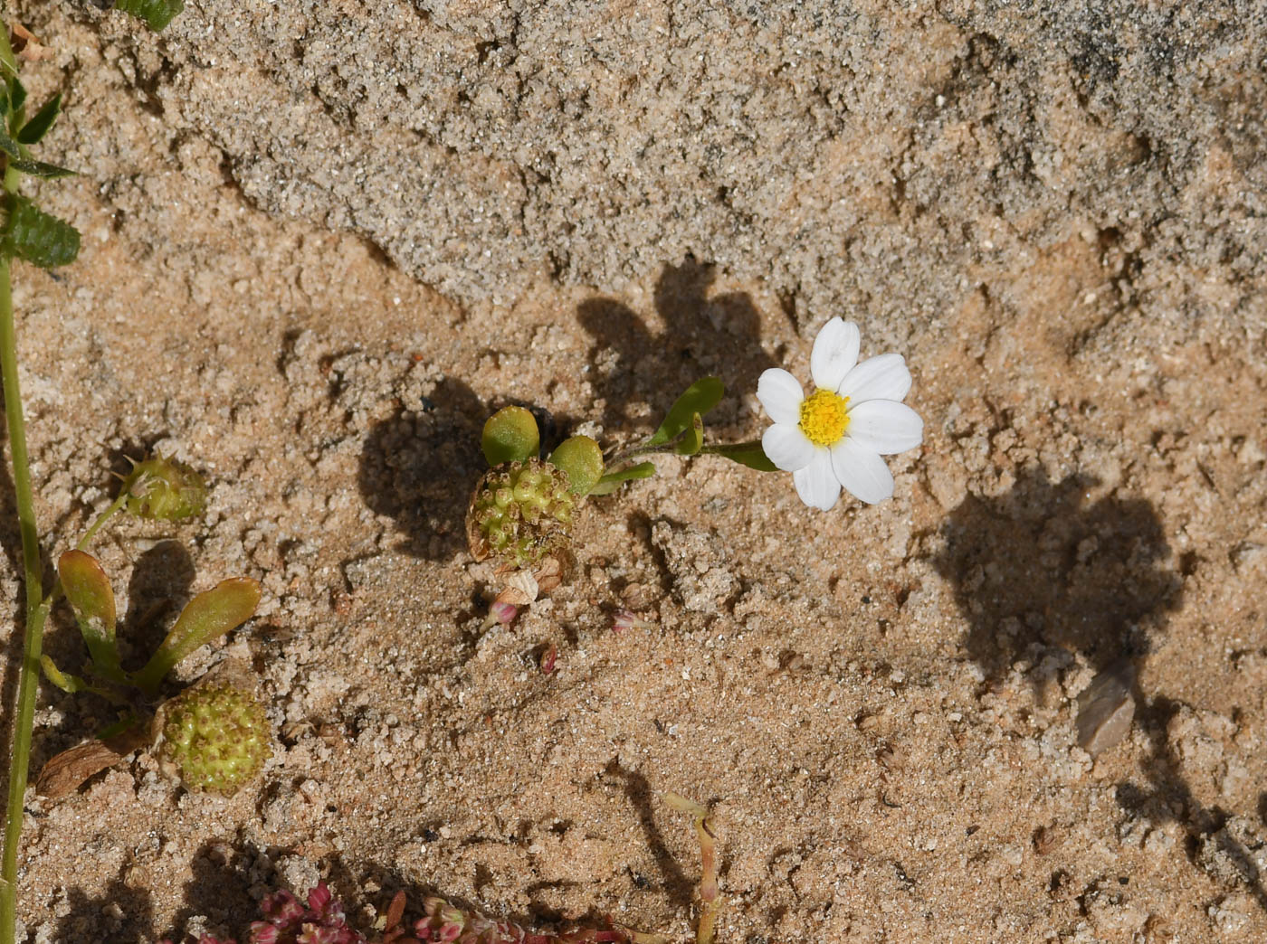 Image of Anthemis leucanthemifolia specimen.