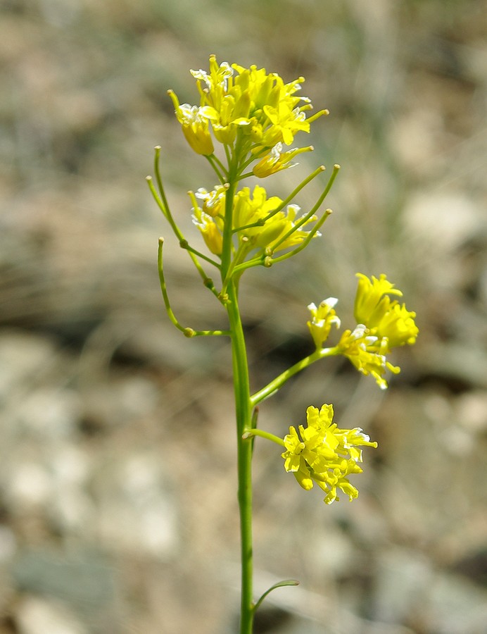 Image of Sisymbrium polymorphum specimen.