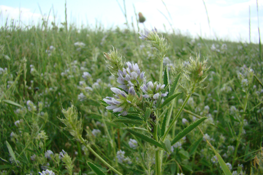 Image of Trigonella procumbens specimen.