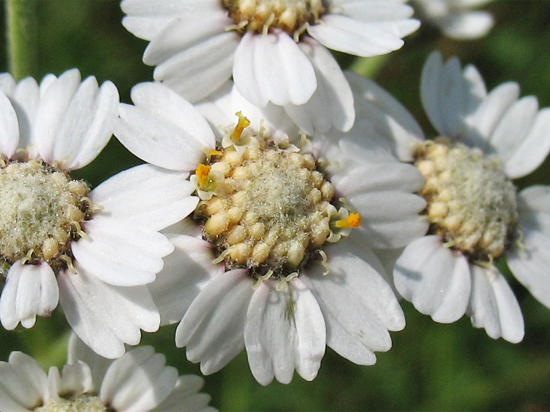 Изображение особи Achillea ptarmica.