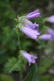 Campanula praealta