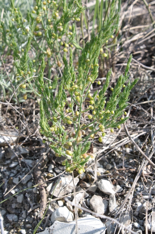 Image of Asparagus officinalis specimen.