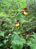 Cypripedium × ventricosum. Растение в смешанном широколиственном лесу. Хабаровский кр., р. Гур в р-не пещеры Кадзяму (Кагдяму). 13.06.2008.