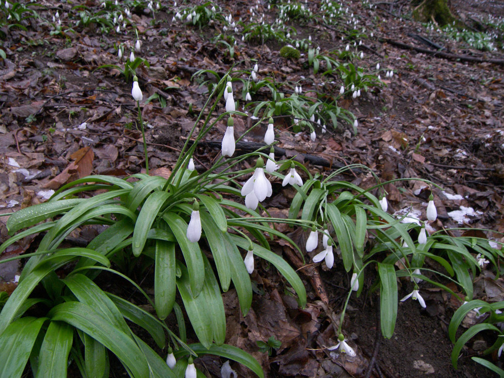 Image of Galanthus woronowii specimen.