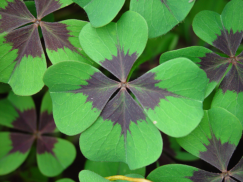 Изображение особи Oxalis tetraphylla.