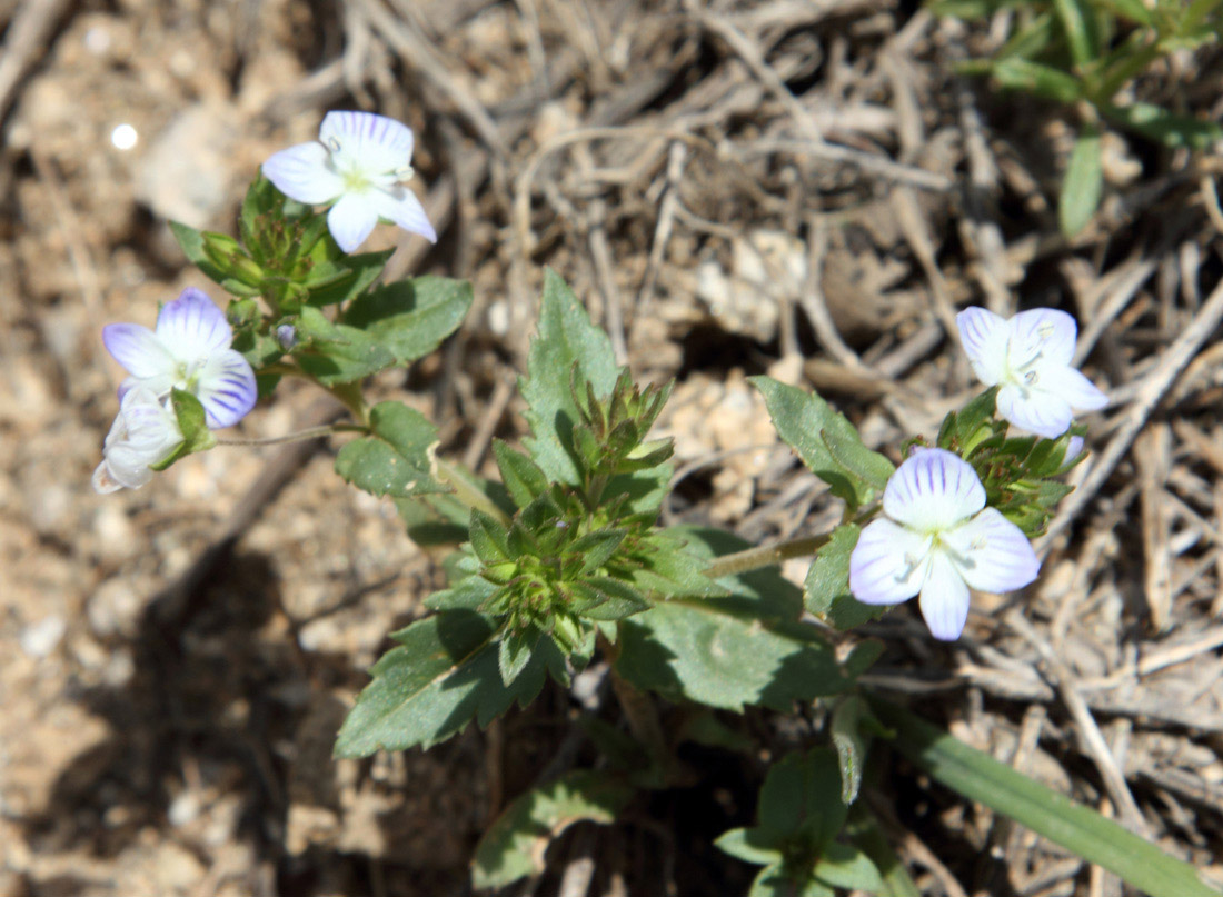 Image of Veronica stylophora specimen.