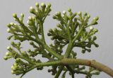 Viburnum × carlcephalum. Соцветие с бутонами (вид со стороны цветоножек). Германия, г. Кемпен, в парковой зоне. 24.04.2012.