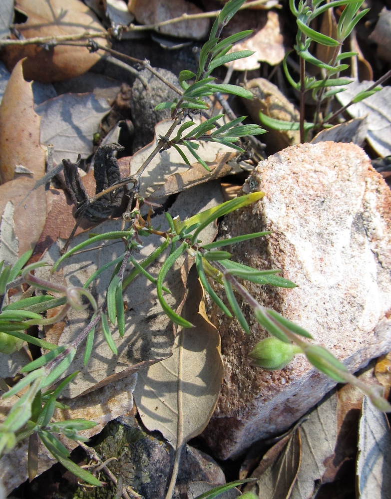 Image of Arenaria intricata specimen.