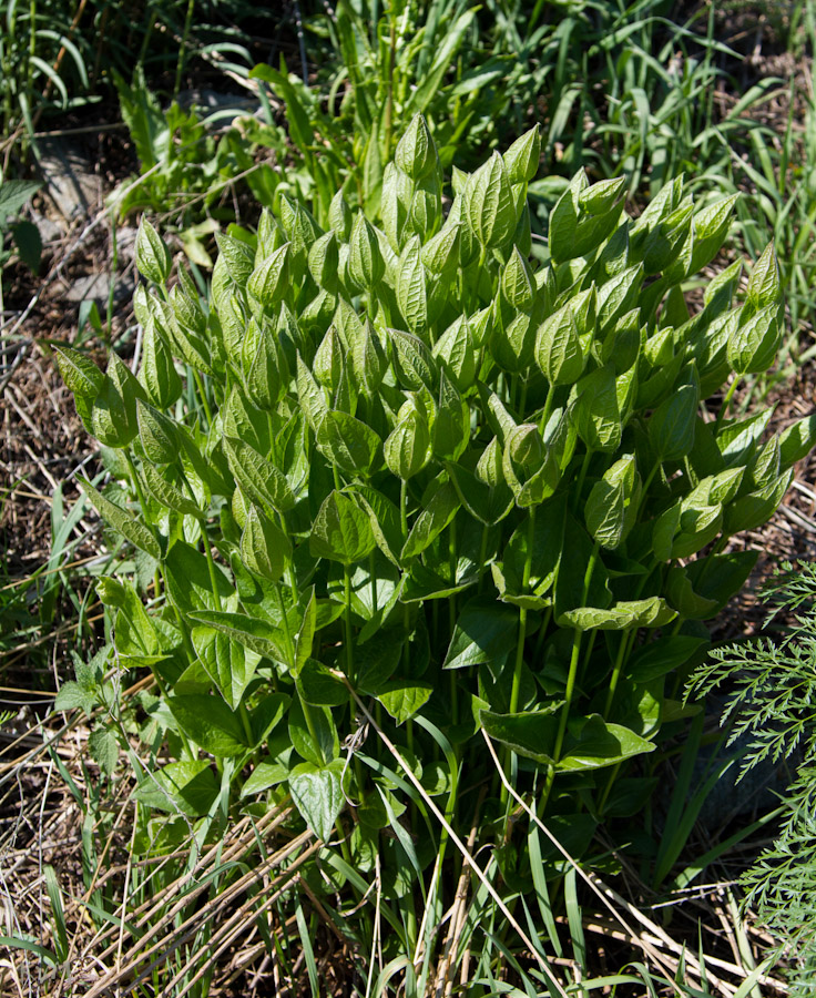 Image of Clematis integrifolia specimen.