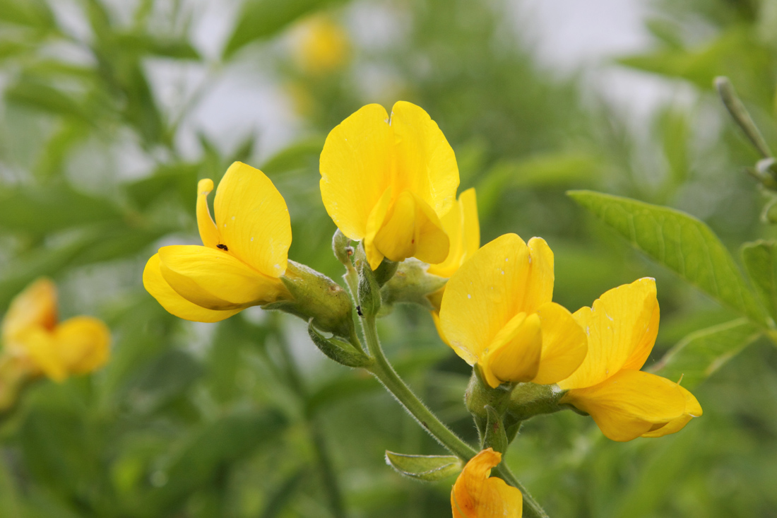 Image of Thermopsis alterniflora specimen.