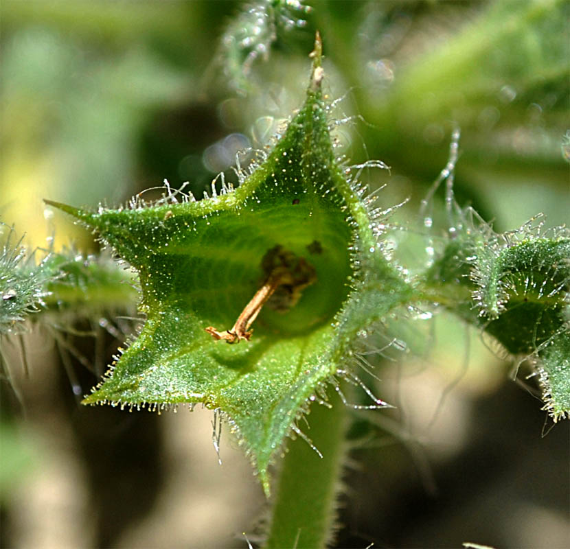 Изображение особи Hyoscyamus pusillus.