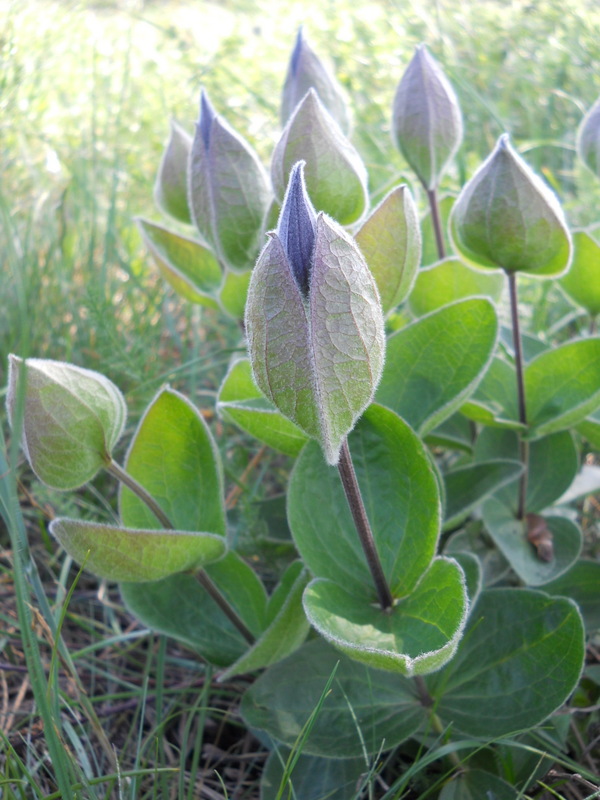 Image of Clematis integrifolia specimen.