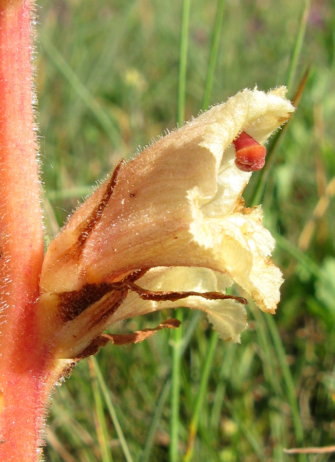 Изображение особи Orobanche alba.