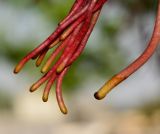 Ficus benghalensis