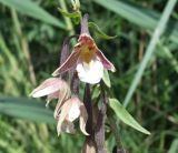 Epipactis palustris