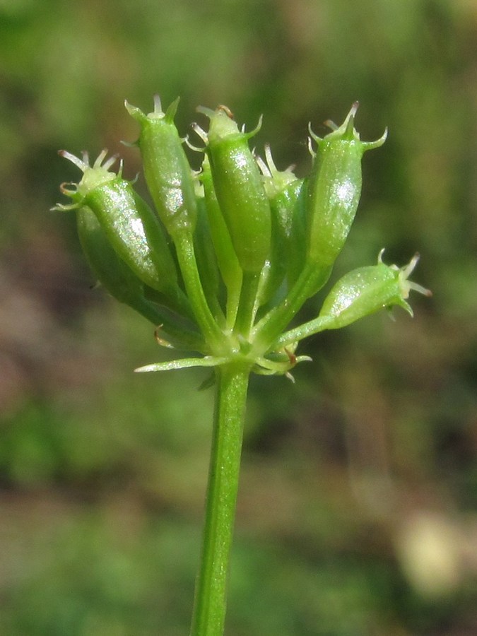 Image of Oenanthe aquatica specimen.