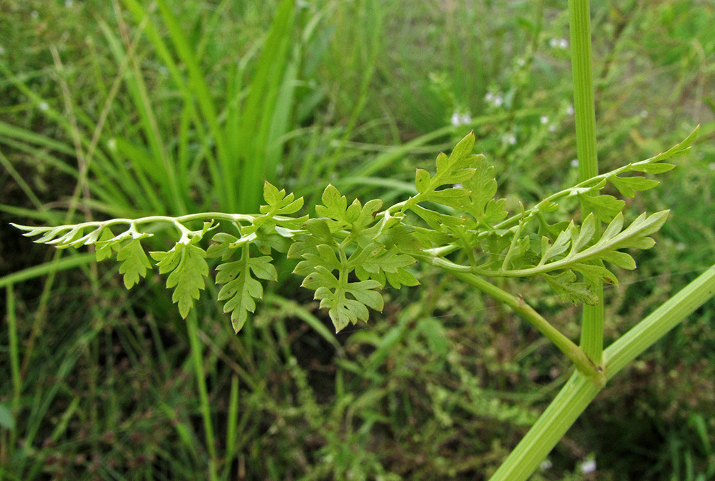 Image of Oenanthe aquatica specimen.