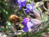 Pulmonaria angustifolia