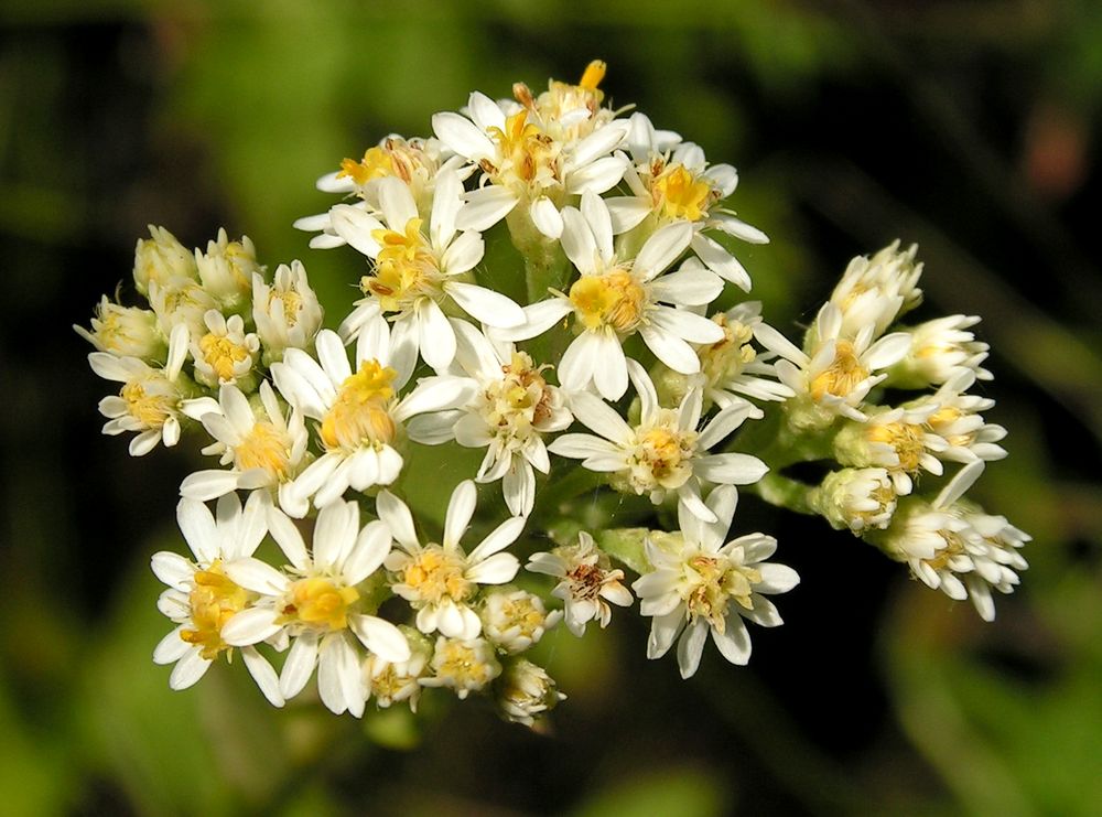 Image of Turczaninowia fastigiata specimen.