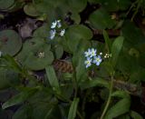 Myosotis palustris. Верхушка цветущего растения. Курская обл., Железногорский р-н, берег р. Свапа, окр. с. Карманово.