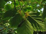 Hamamelis virginiana