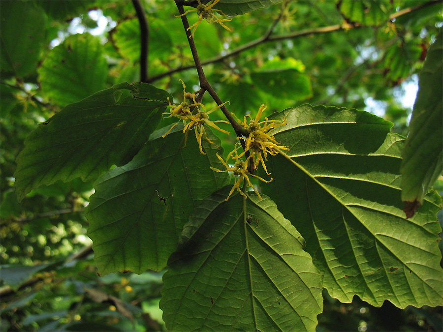 Изображение особи Hamamelis virginiana.