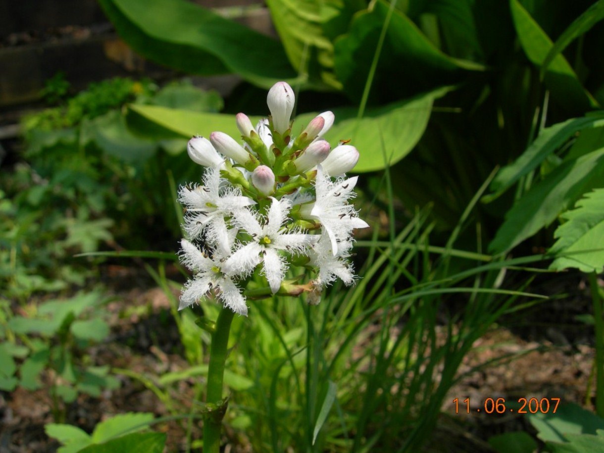 Изображение особи Menyanthes trifoliata.