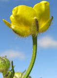 Ranunculus polyanthemos. Цветок. Тульская обл., Плавский р-н, окр. пос. Молочные Дворы. 01.06.2009.