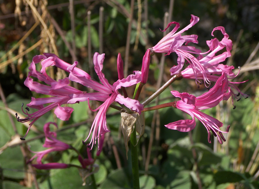 Image of Nerine bowdenii specimen.