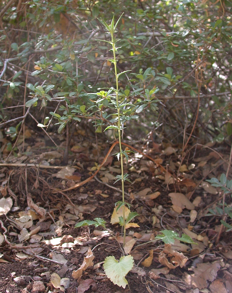 Image of Eryngium falcatum specimen.