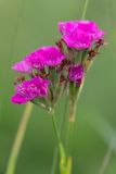 genus Dianthus. Соцветия. Ростовская обл., Мясниковский р-н, окр. пос. Недвиговка, пойменный луг. 25.06.2011.