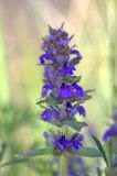 Ajuga genevensis